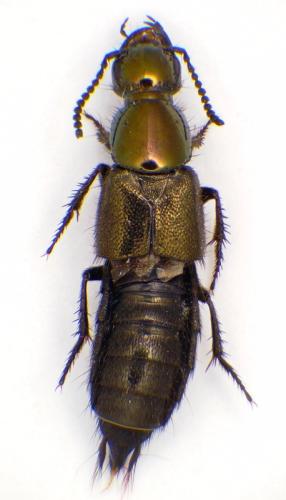 Réf. 354 797 : Philonthus intermedius